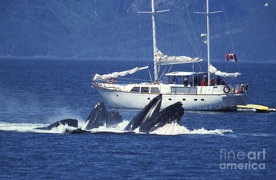 Humpback Whale Megaptera Novaeangliae #4 Photograph by Gerard Lacz