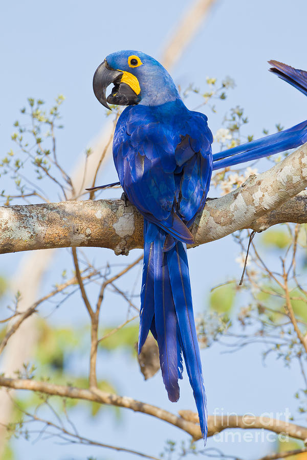 Parrot Photograph - Hyacinth Macaw #4 by B.G. Thomson