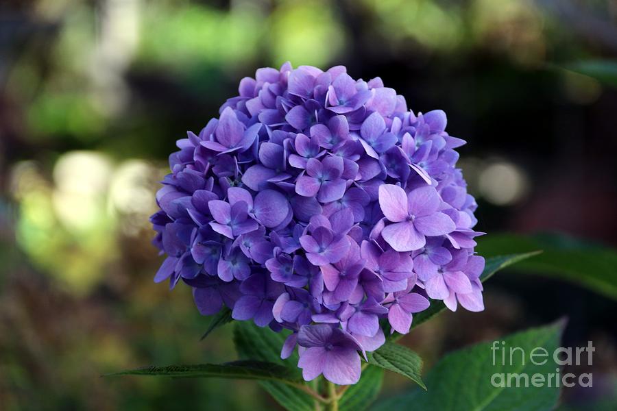 Hydrangea Photograph by Yumi Johnson Hydrangea Photograph by Yumi Johnson