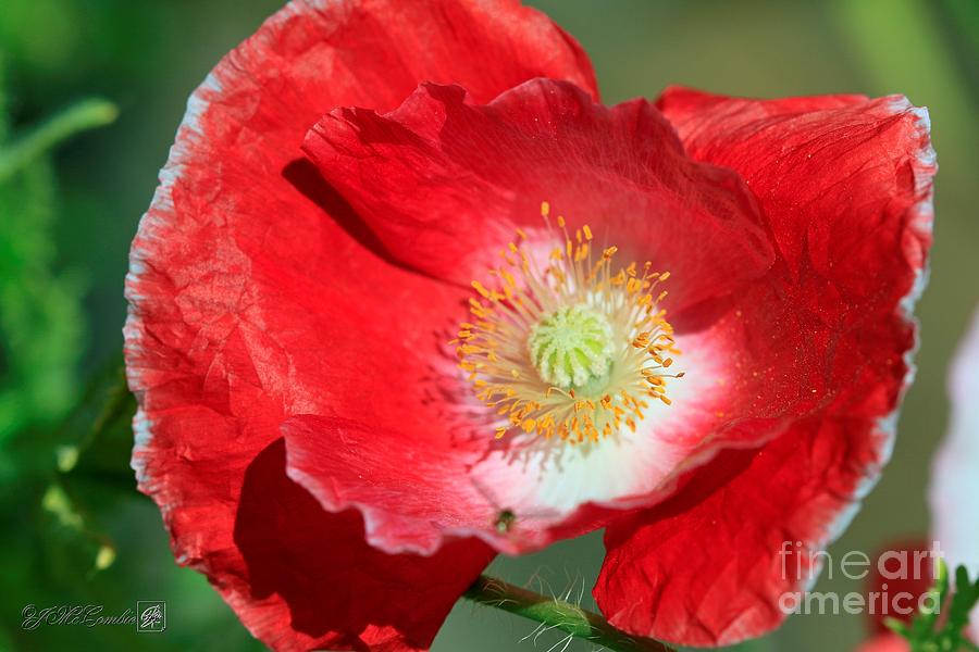 Iceland Poppy from the Garden Gnome Mix #4 Photograph by J McCombie