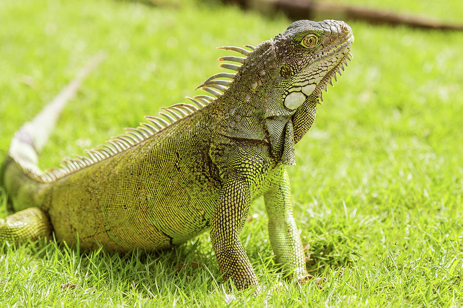 Iguanas at the Iguana park in downtown of Guayaquil, Ecuador. #4 Photograph by Marek Poplawski