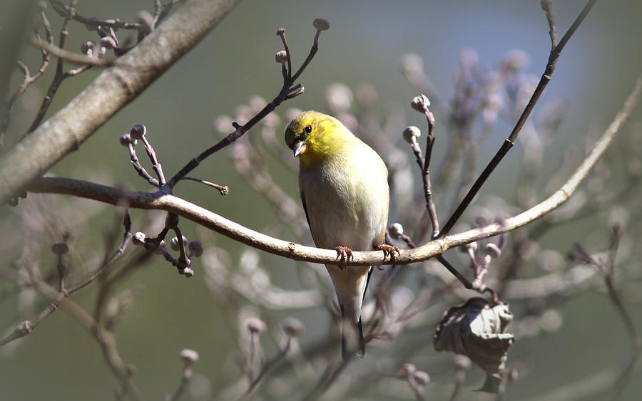 IMG_0001 - American Goldfinch #4 Photograph by Travis Truelove