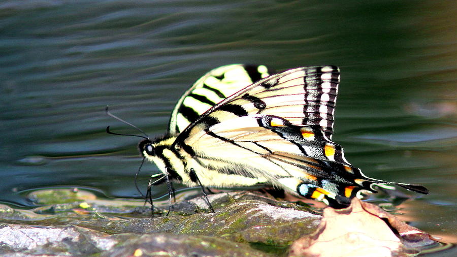 IMG_0001 -  Tiger Swallowtail Butterfly #4 Photograph by Travis Truelove