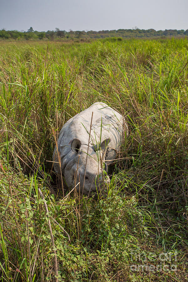 Indian Rhinoceros, India #4 Photograph by B. G. Thomson