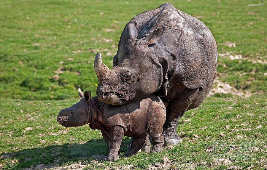 Animal Photograph - Indian Rhinoceros Rhinoceros Unicornis #4 by Gerard Lacz
