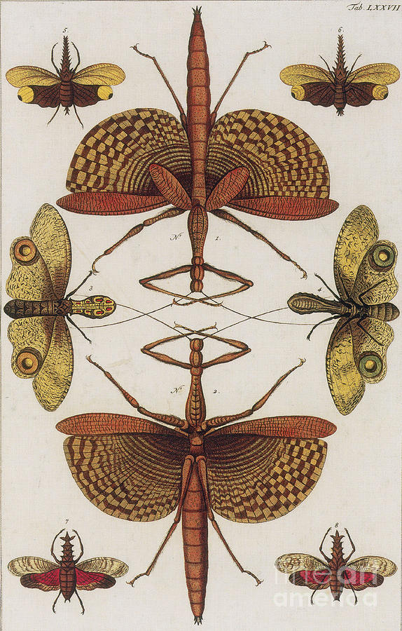 Insects, Sebas Thesaurus, 1734 Photograph by Science Source