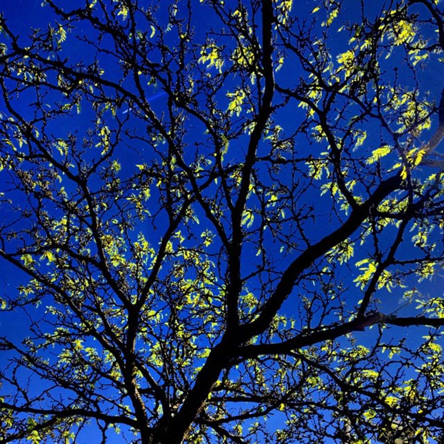 Beautiful Photograph - @instag_app #tree #trees #nature by Christian Richards Beautiful Photograph - @instag_app #tree #trees #nature by Christian Richards