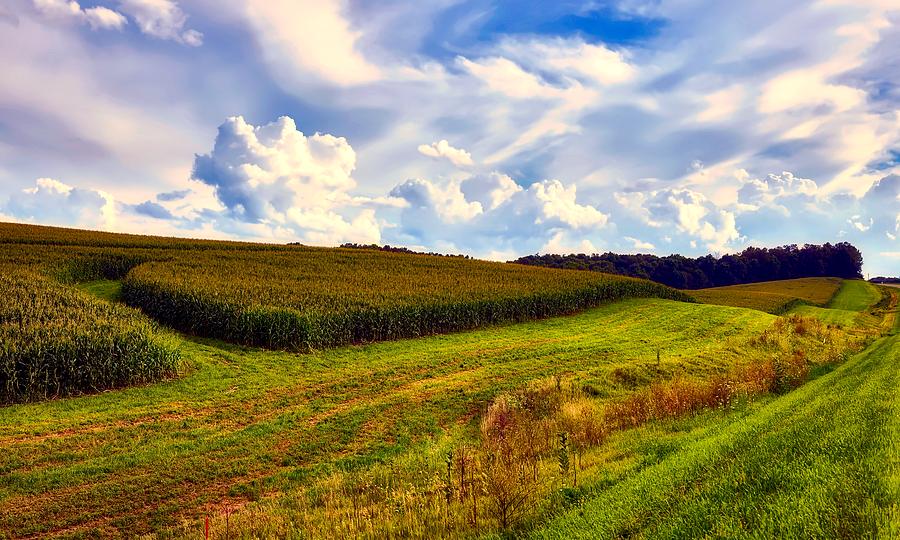 Iowa Cornfield Photograph by Mountain Dreams