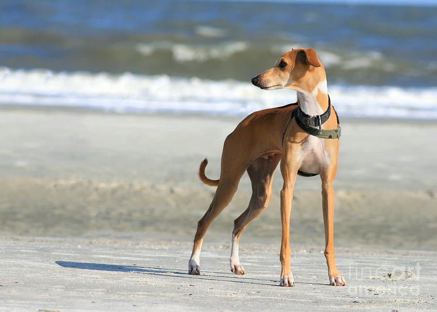 Italian Greyhound on the Beach #5 Photograph by Angela Rath