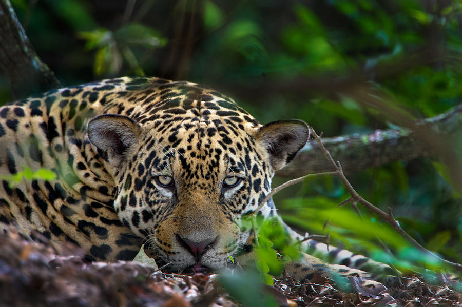 Jaguar Panthera Onca, Pantanal Photograph by Panoramic Images - Pixels