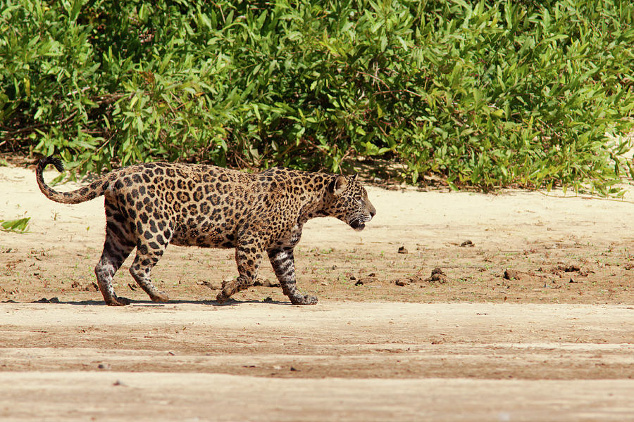Jaguar Walking on a River Bank #4 Photograph by Aivar Mikko