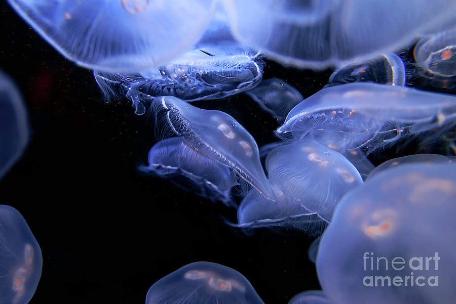 Jellyfish 4 Photograph