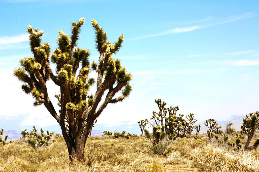 Joshua Tree Desert Photograph by Gravityx9  Designs
