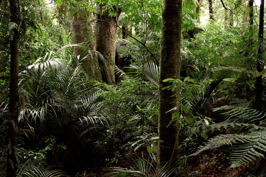 Jungle greenery #4 Photograph by Les Cunliffe