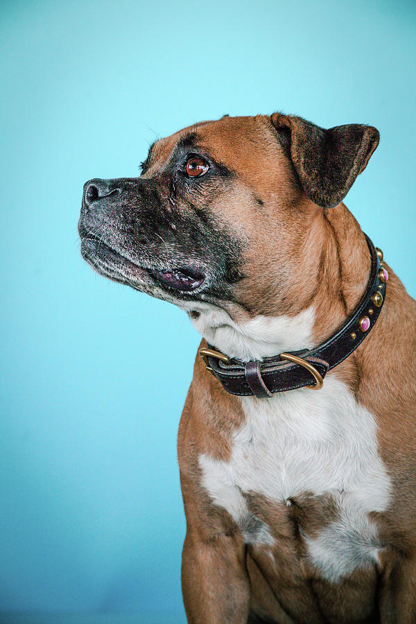 Dog Photograph - Kayla #4 by Pit Bull Headshots by Headshots Melrose