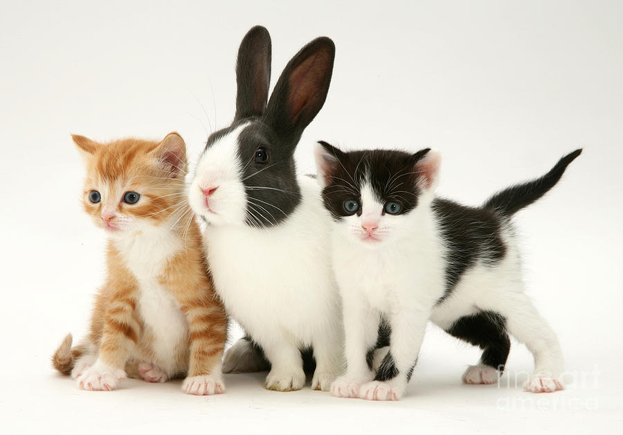Kittens And Rabbit #4 Photograph by Jane Burton