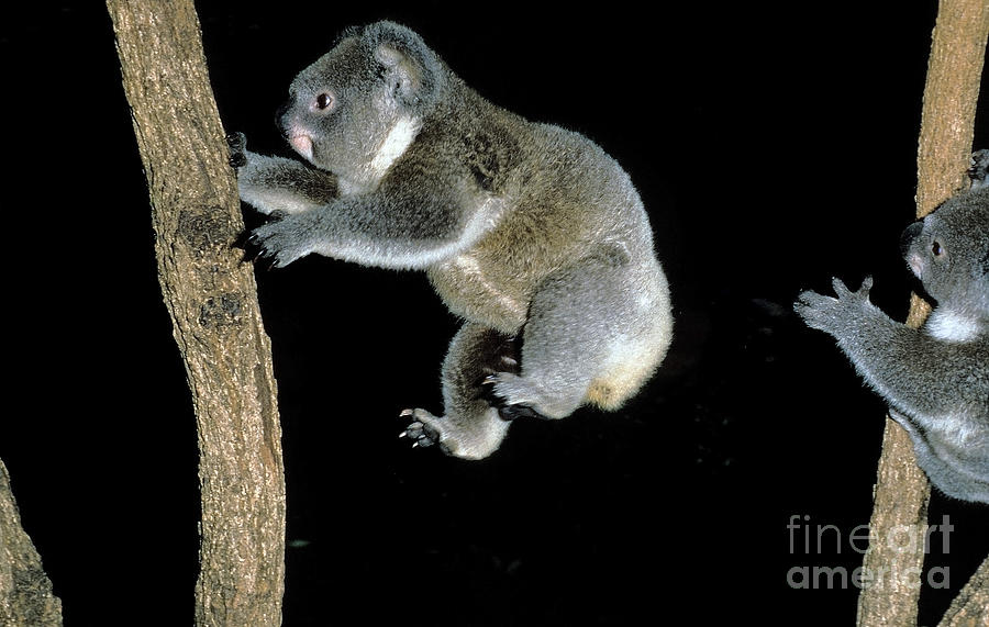 Koala Phascolarctos Cinereus #4 Photograph by Gerard Lacz