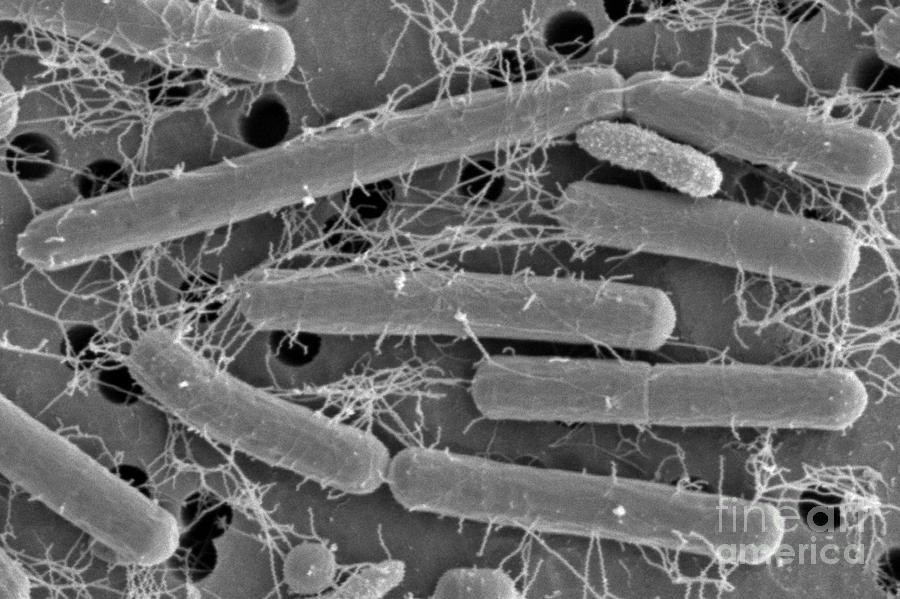 Lactobacillus Acidophilus Photograph by Scimat - Fine Art America
