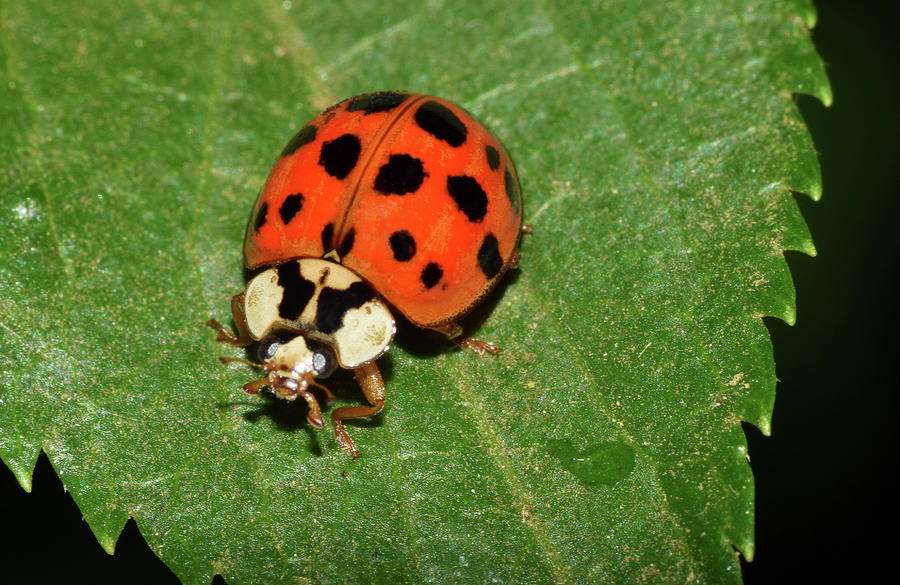 Asian Lady Beetle Photograph by Larah McElroy