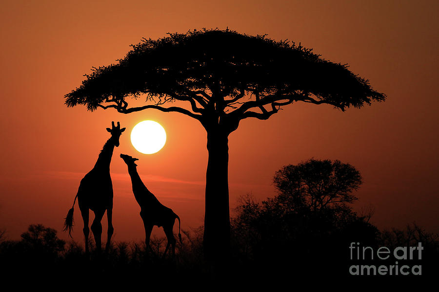 giraffes in sunset