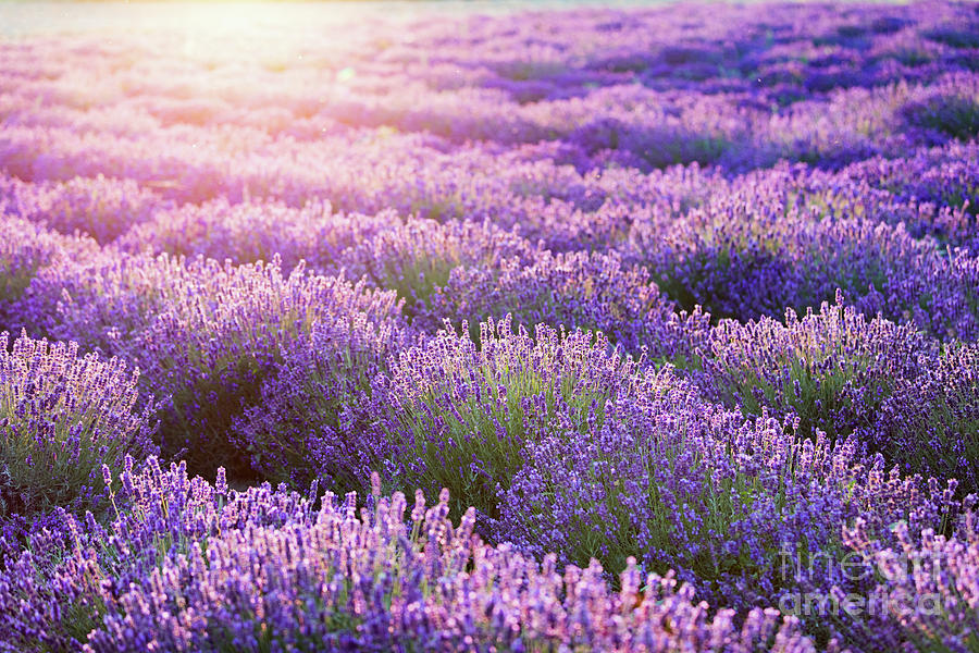 Lavender flower field at sunset. #4 Photograph by Michal Bednarek