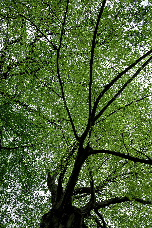 Leaf Canopy #4 Photograph by Robert Ullmann