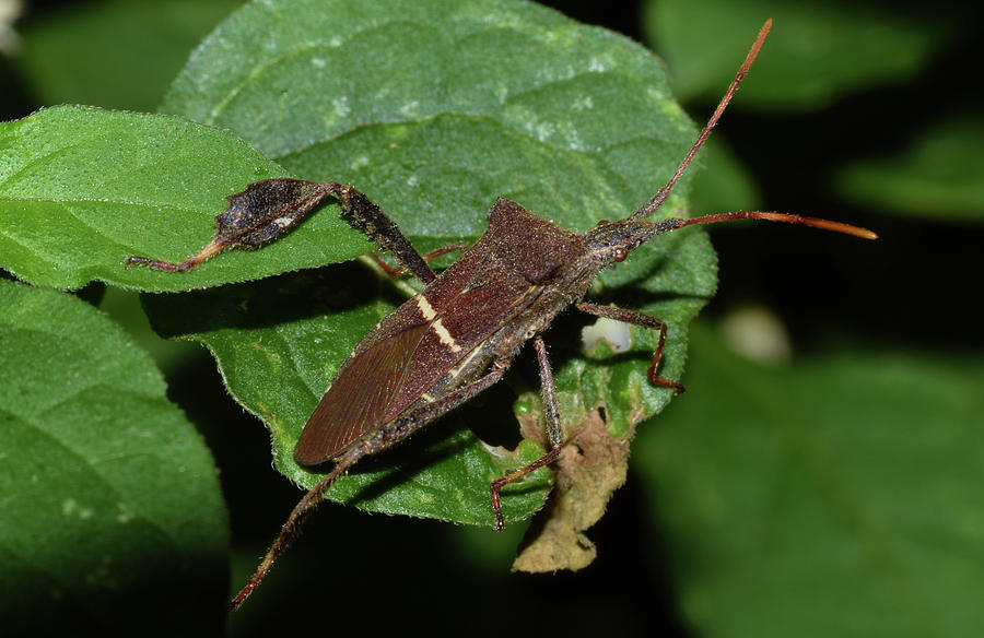 Leaf Footed Bug #4 Photograph by Larah McElroy