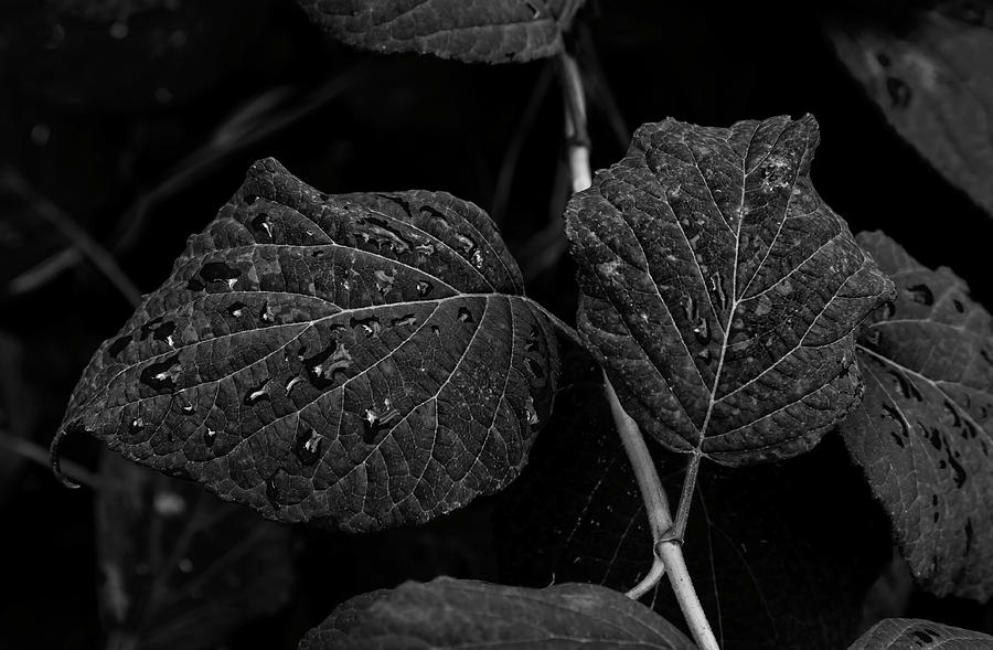 Leaves and Raindrops #4 Photograph by Robert Ullmann