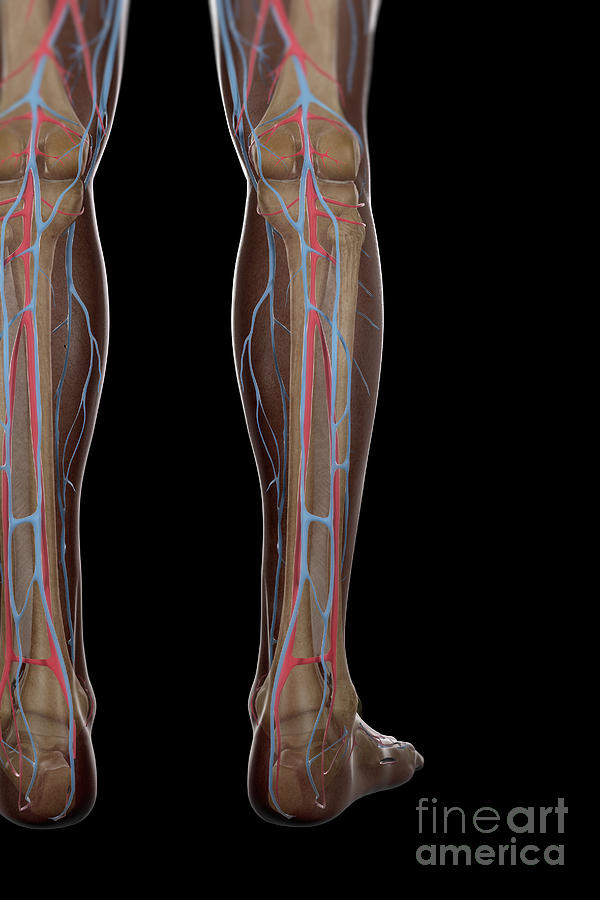 Leg Blood Supply Photograph by Science Picture Co