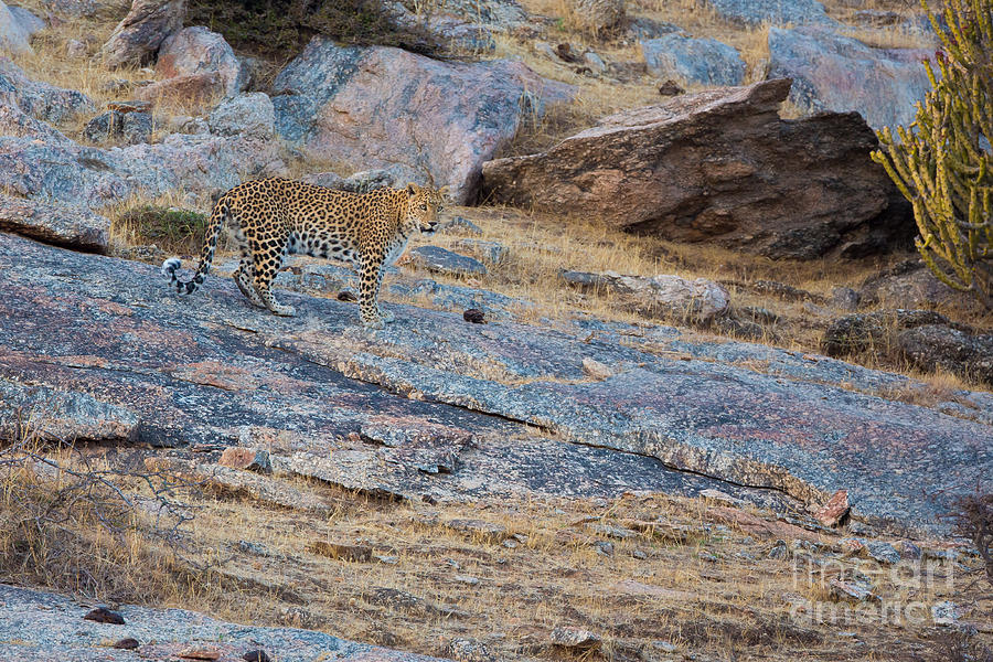 Leopard In India #4 Photograph by B. G. Thomson