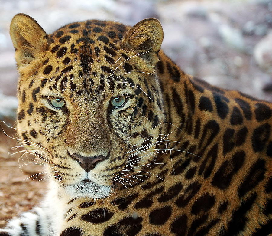 Wildlife Photograph - Leopard #4 by Jackie Russo