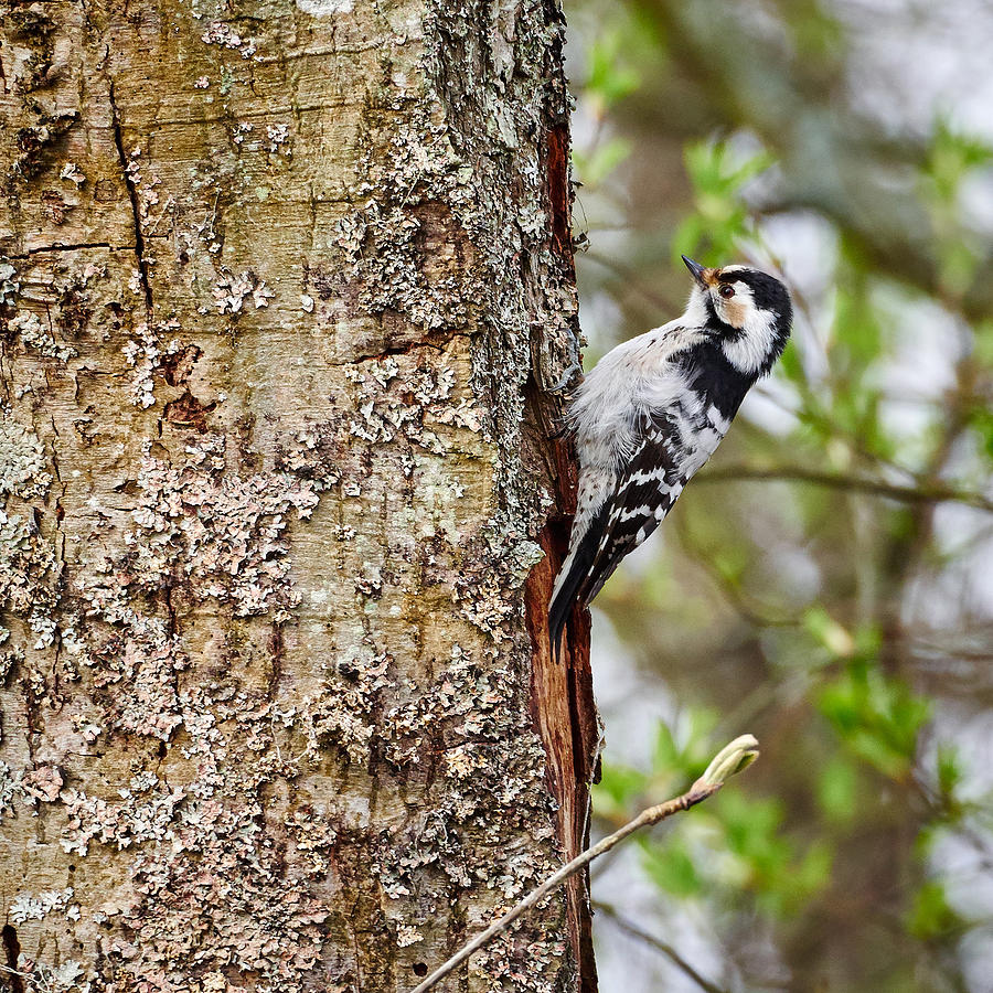 Lesser spotted woodpecker #5 Photograph by Jouko Lehto