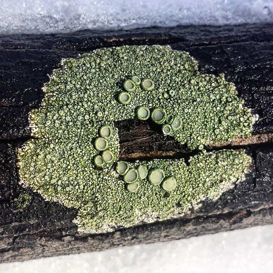 Nature Photograph - #lichen #snow #ice #winter #woods #4 by Kazan Durante