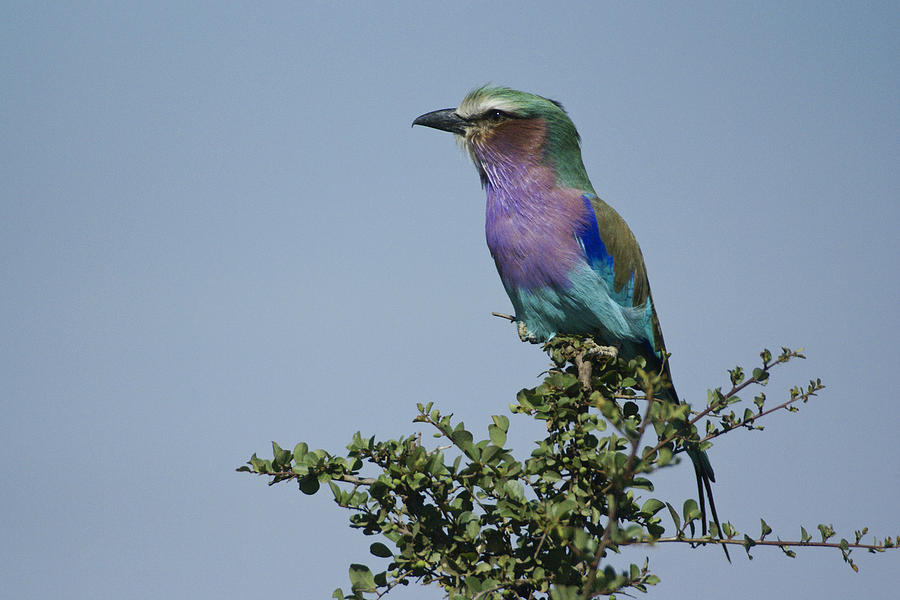 Lilac-Breasted Roller #4 Photograph by Michele Burgess