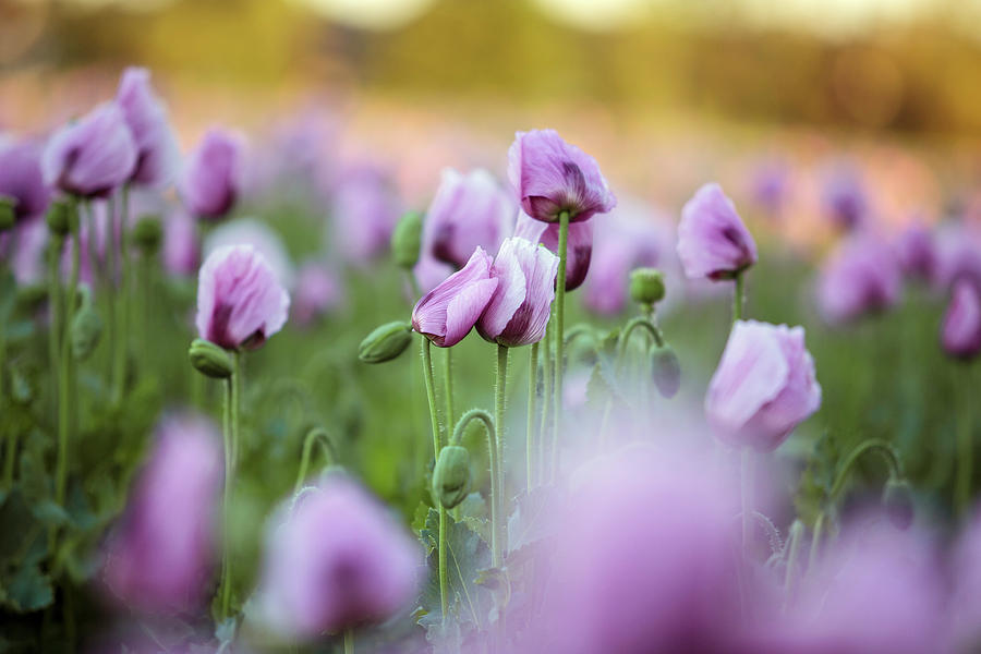 Poppy Photograph - Lilac Poppy Flowers #4 by Nailia Schwarz
