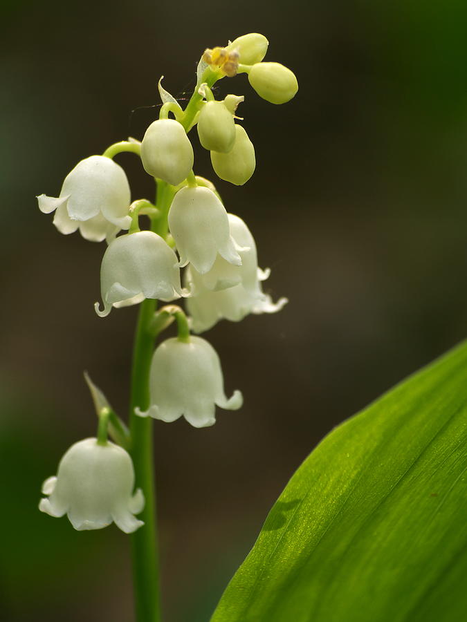 Lily of the valley Photograph by Odon Czintos - Fine Art America