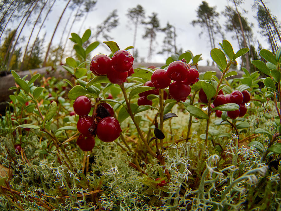 Fall Photograph - Lingonberry #4 by Jouko Lehto