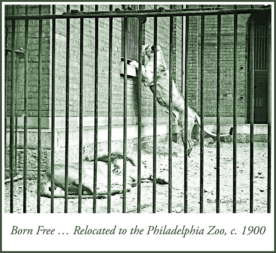 Lion Photograph - Lion Cage, Carnivore House, Philadelphia Zoo, c. 1900 #1 by A Macarthur Gurmankin