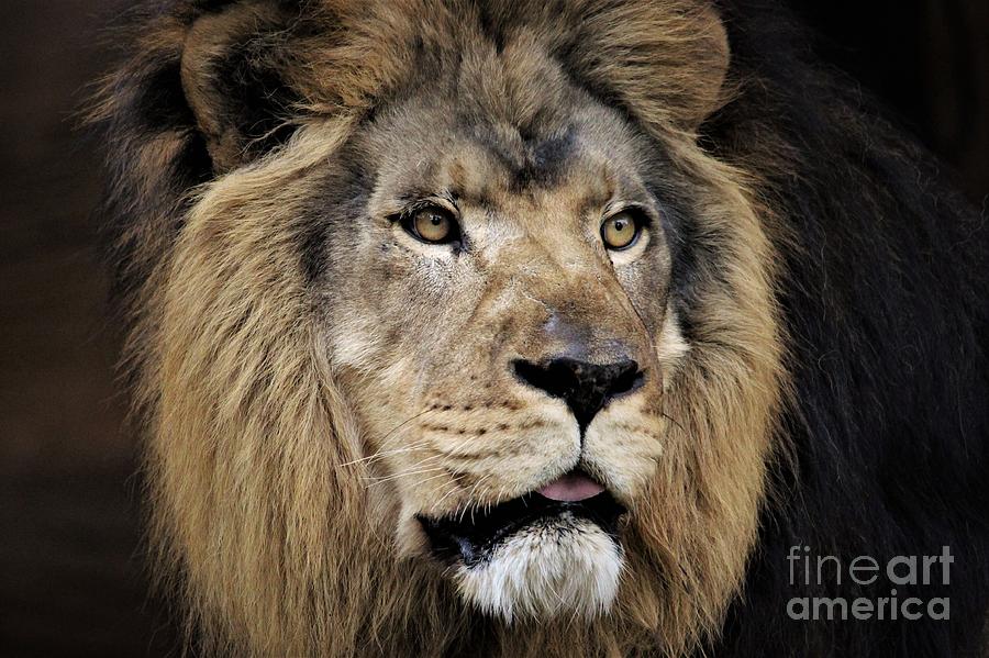 Nature Photograph - Lion #4 by Paulette Thomas