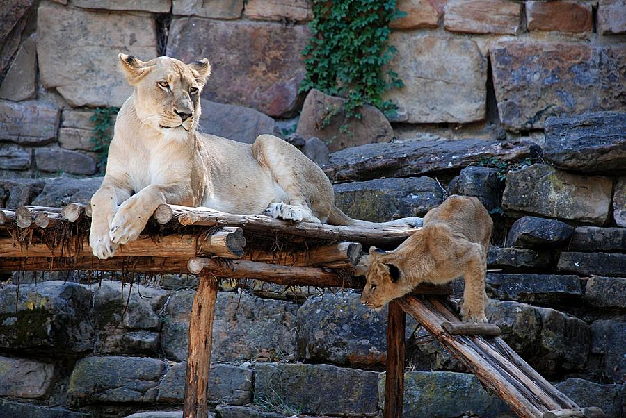 Lioness and Cubs #4 Photograph by Kenny Glover