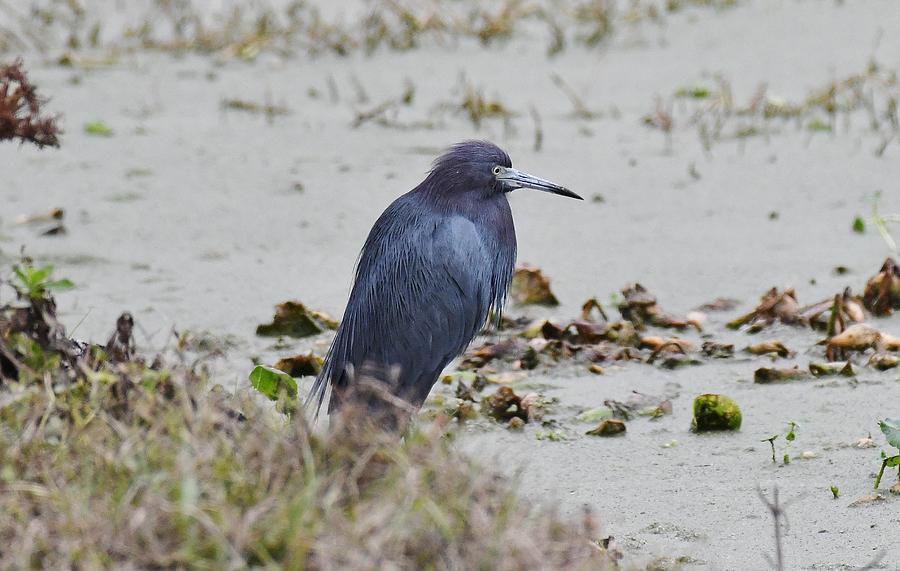 Little Blue Heron #4 Photograph by David Campione
