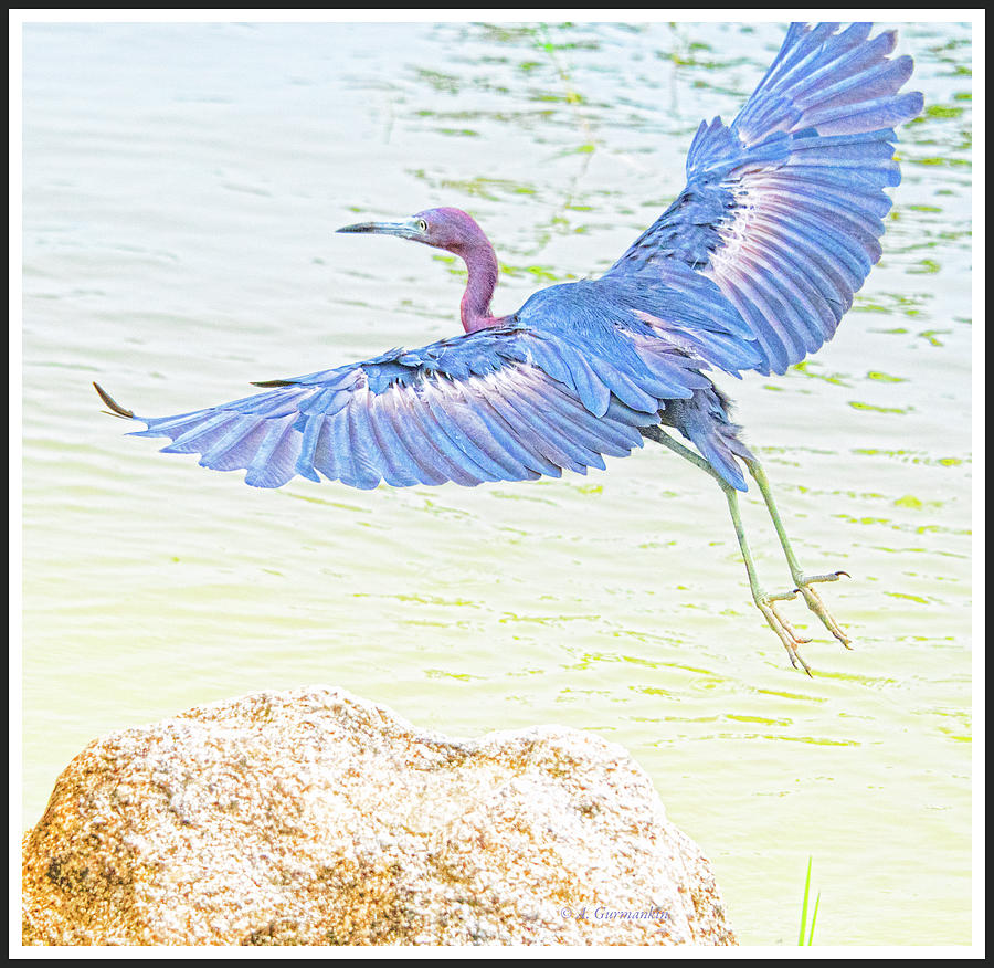 Little Blue Heron in Flight #4 Photograph by A Macarthur Gurmankin