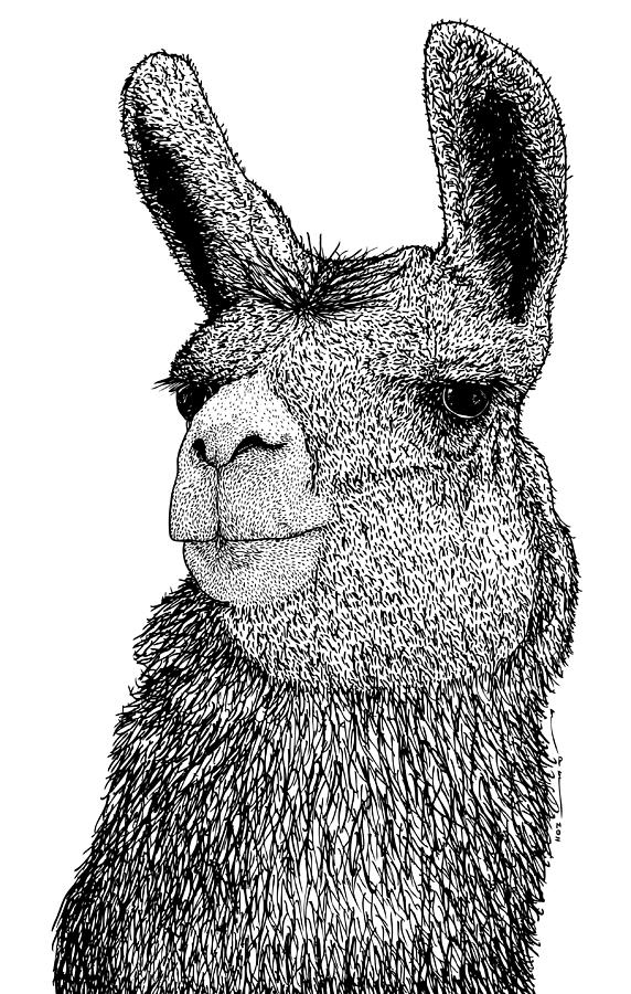 Nature Drawing - Llama #4 by Karl Addison