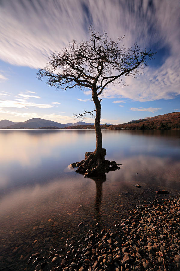 Nature Photograph - Loch Lomond Tree #3 by Grant Glendinning