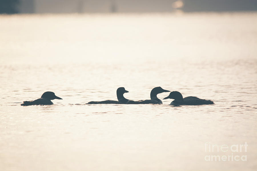 4 Loon Silhouettes Photograph by Cheryl Baxter