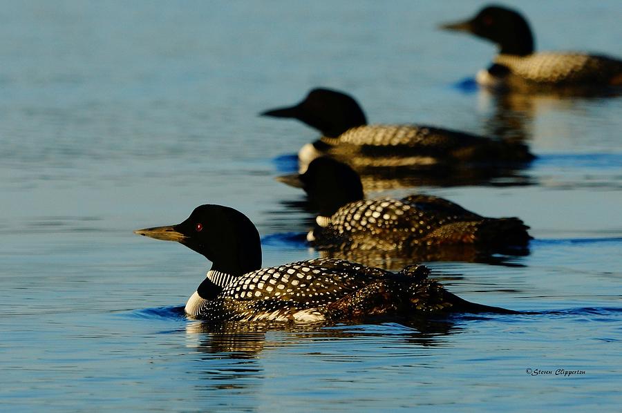 4 Loons Photograph by Steven Clipperton