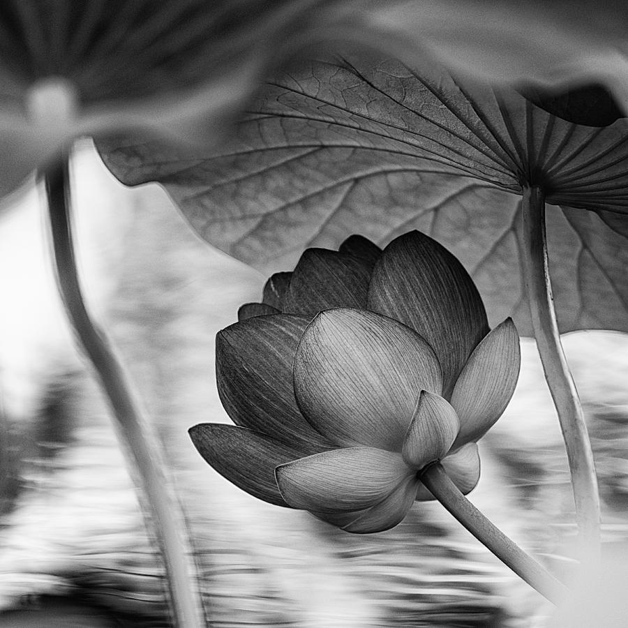Lotus Black and White Art Series  #4 Photograph by Jeff Abrahamson