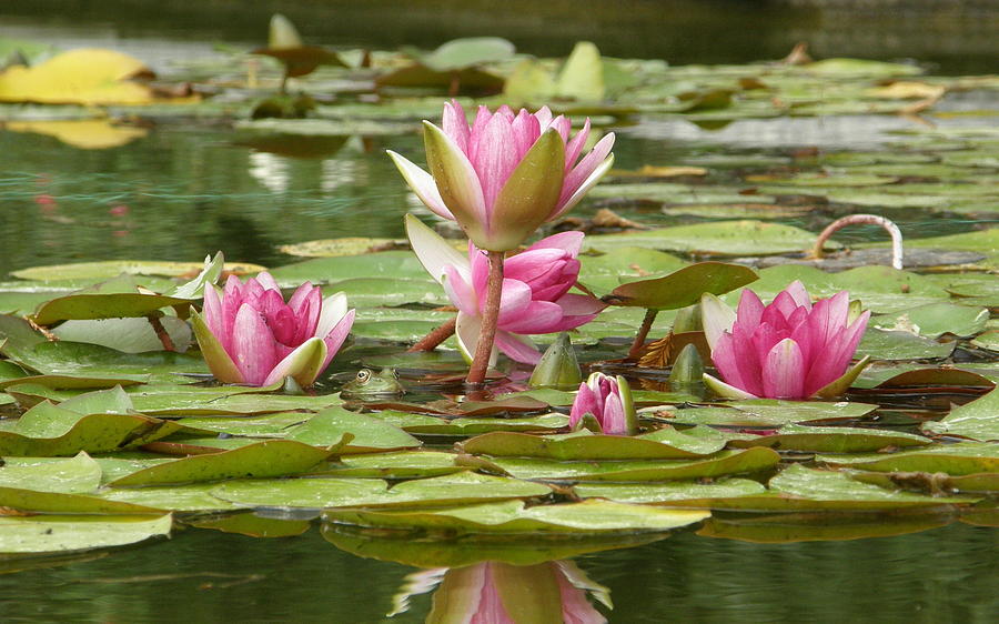Spring Photograph - Lotus #4 by Mariel Mcmeeking