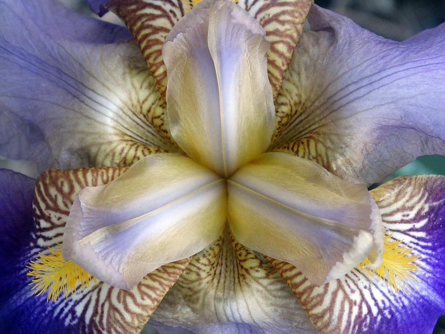 Macro Iris #4 Photograph by Greg Boutz - Fine Art America