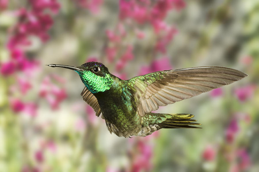 Magnificent Hummingbird #4 Photograph by Gregory Scott